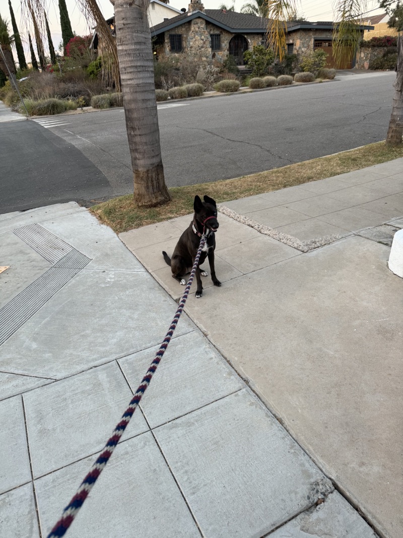 A picture of a black dog named Bowie sitting, taken on September 10 2024 at 6:38 am